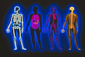 skeletal and nervous system silhouettes