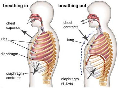 Dirga Breath - Yoga Blog 4  Peak Potential Chiropractic