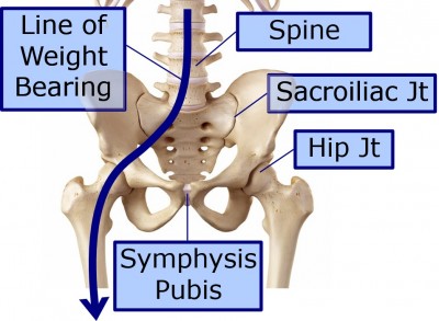 Hip diagram Weight bearing