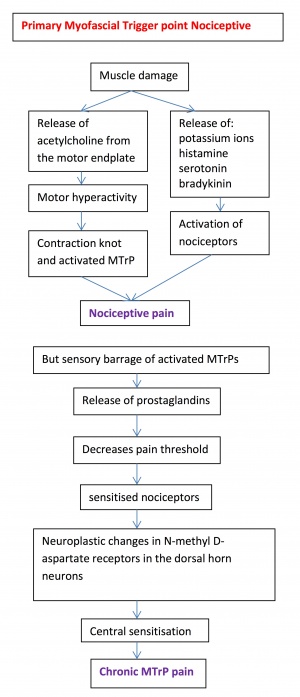 Trigger point model chart