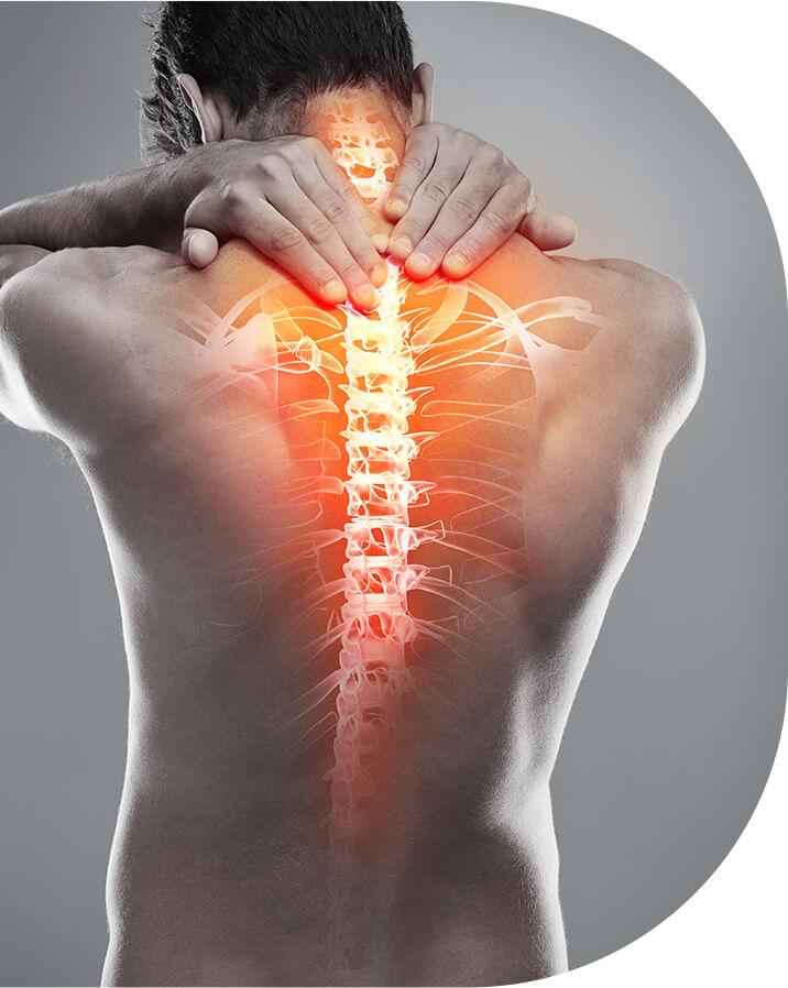 spine illustrated on back