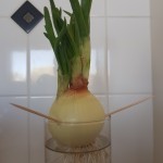 Onion sprouting roots and shoots