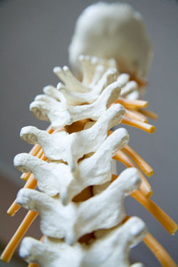 A healthy spine image