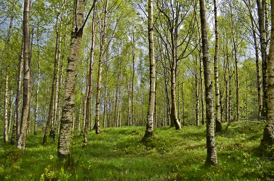 birch tree