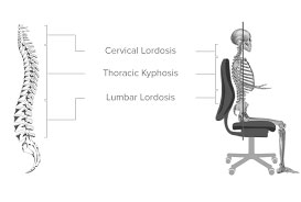 Skelteton Diagram in Chair