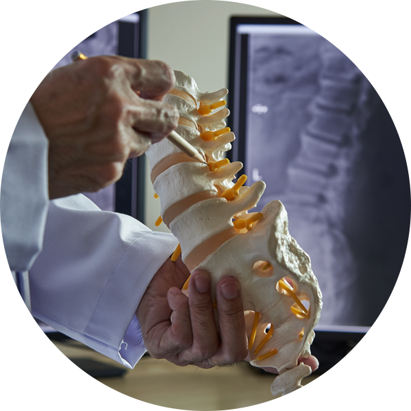 spine figure