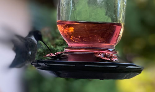 Bird on windowsill