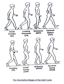 The human gait cycle illustration