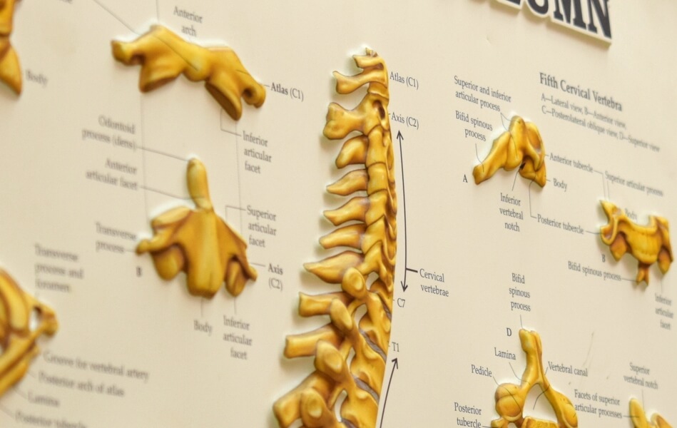 posters of spine models