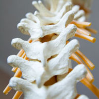 photo of spine