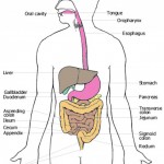 Digestive System