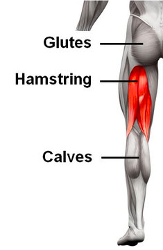 Hamstrings and calf muscles