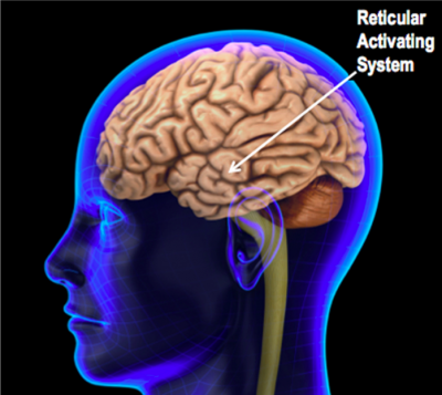 The Reticular Activating System is  the part of your brain that filters out a lot of information helping you to focus