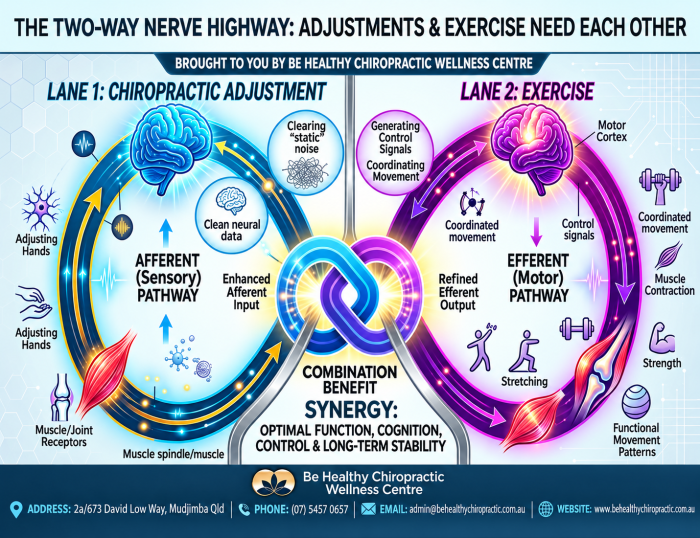 Two-Way Nerve Highway Infographic (1)