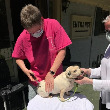 dog being adjusted