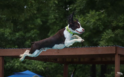 Dog jumping off dock