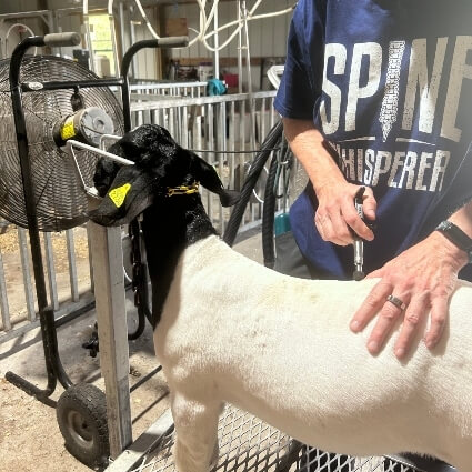 goat adjustment