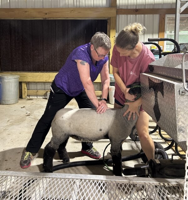Athens chiropractor Dr Lawson adjusting a goat
