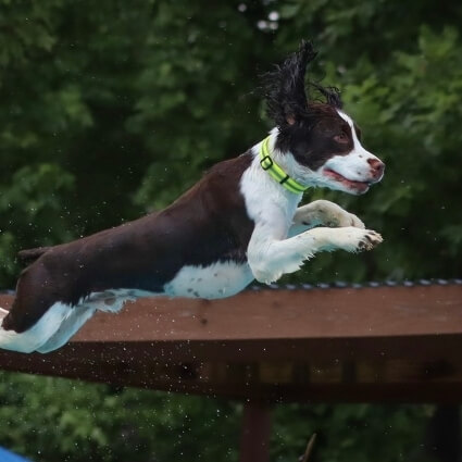 Dog jumping off of dock