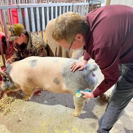 swine adjustment
