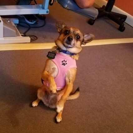 Gracie the dog doing a trick