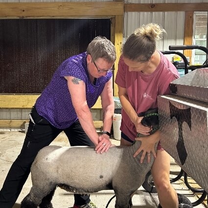 sheep adjustment