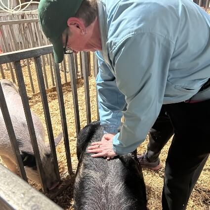 swine adjustment
