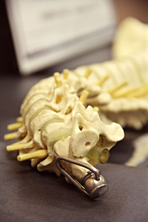 Spine model