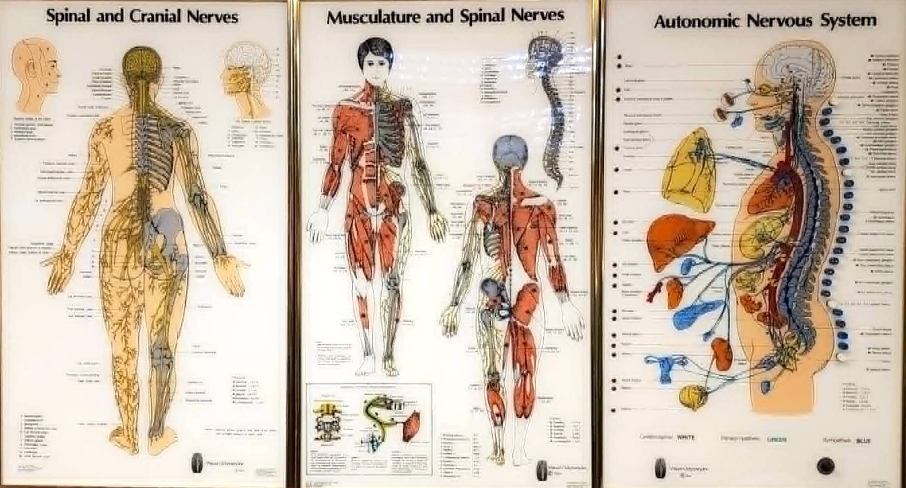 CENTRAL, PERIFERAL & AUTONOMIC NERVOUS SYSTEM & CHIROPRACTIC