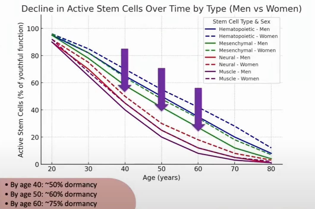 Decline in stem cells graph