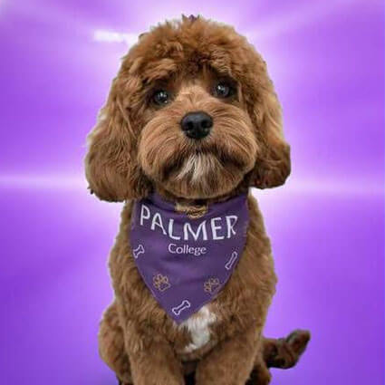 Palmer