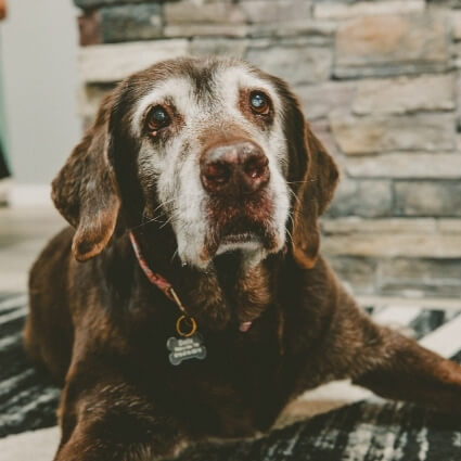 Bella laying in our office