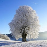 White-tree