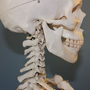 skull TMJ
