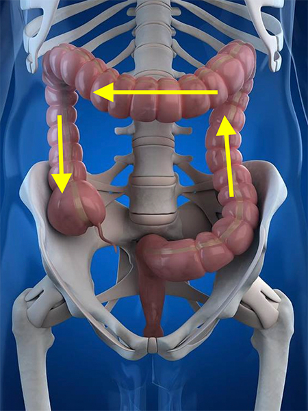in small circular motions, starting at the bottom of the large intestine and working your way up. Repeat this three times. Picture beside the first video