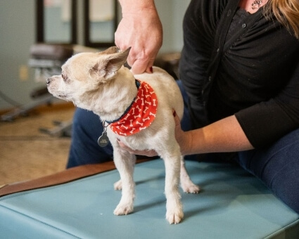 Spine adjustment for little dog
