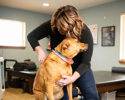 Brown dog treated with chiropractic care