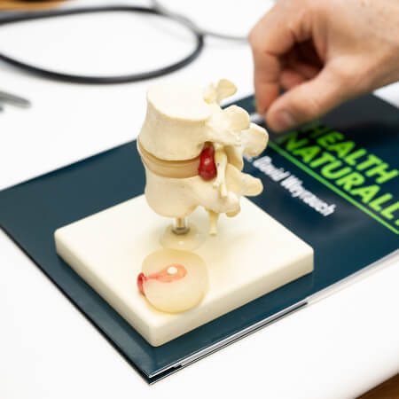 Spine model on desk