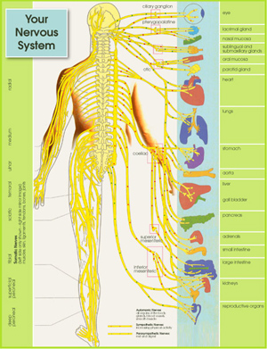 The Nervous System