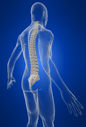 Our chiropractic techniques help keep your spine in alignment.
