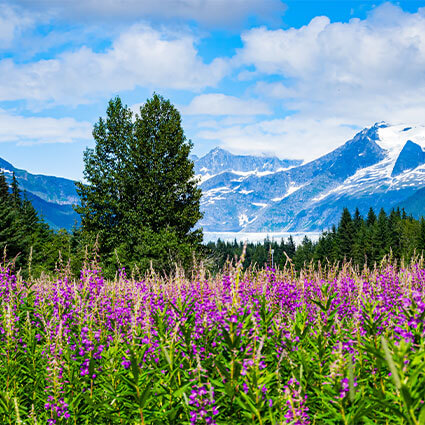 spring flowers in alaska