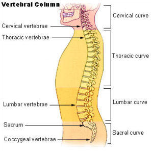 Illu_vertebral_column-300x300