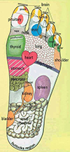 foot diagram