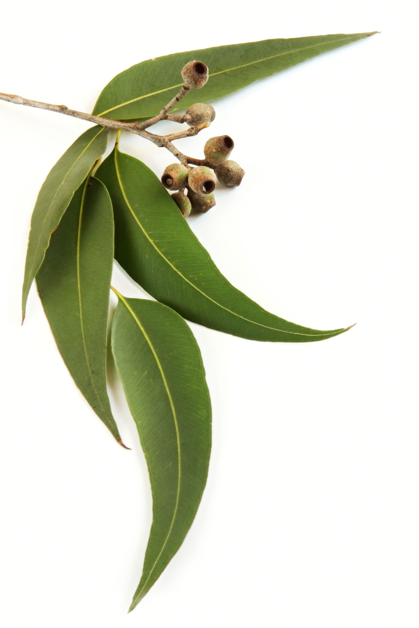 Eucalyptus frond