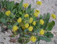 Indian Celery Seed