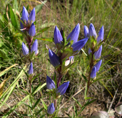 gentiana affinis