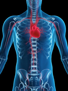 human-heart-anatomy