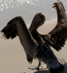 pelican resucue 2 October 2015 Kure Beach
