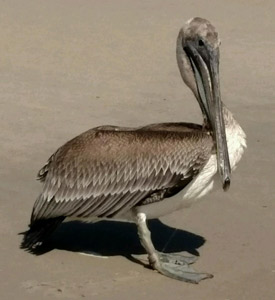 Pelican rescue October 2015 Kure Beach