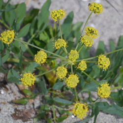 indian celery seed